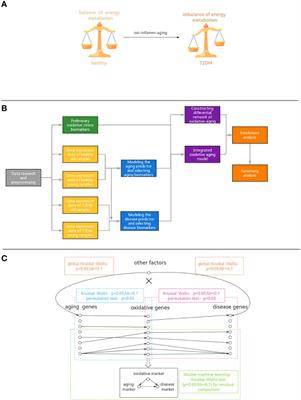 The oxidative aging model integrated various risk factors in type 2 diabetes mellitus at system level